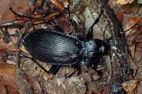 Carabus violaceus