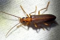 Nacerdes carniolica