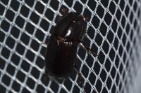 Acrossus rufipes