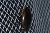 Rhantus
