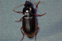 Pseudoophonus rufipes