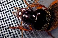 Pseudoophonus rufipes