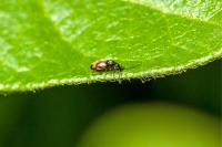Anthicus antherinus