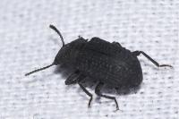 Bolitophagus reticulatus