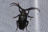 Prionus coriarius