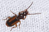 Polistichus connexus