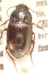 Amara consularis