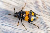 Nicrophorus vespilloides