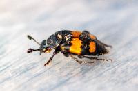 Nicrophorus vespilloides