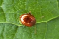 Sphaeroderma