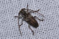 Pogonocherus hispidus