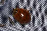 Harmonia quadripunctata