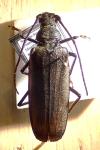 Aegosoma scabricorne