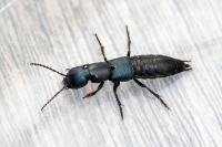 Ocypus ophthalmicus