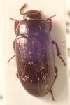 Alphitobius diaperinus