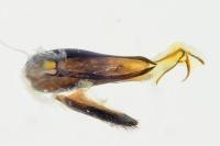 Paederidus rubrothoracicus