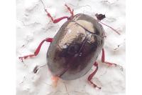 Chrysolina bankii