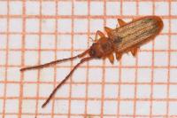 Uleiota planatus