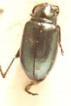Altica palustris
