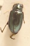 Altica palustris