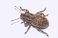 Strophosoma faber