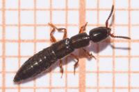 Xantholinus linearis