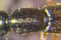 Xantholinus linearis