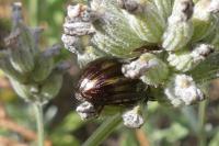 Chrysolina americana