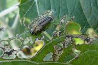Chrysomela