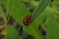 Sphaeroderma