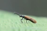 Lagria hirta