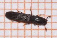 Colydium elongatum