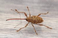 Curculio elephas