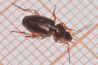 Olisthopus rotundatus