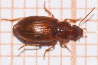 Bradycellus verbasci