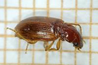 Bradycellus verbasci