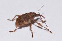 Curculio elephas