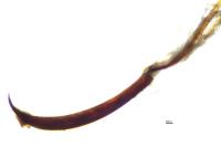 Curculio elephas
