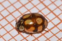 Adalia decempunctata