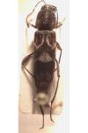 Pseudosphegesthes cinerea