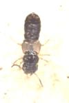 Oxytelus piceus