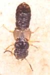 Oxytelus piceus