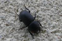 Dorcus parallelipipedus
