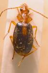 Brachinus sclopeta
