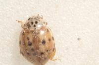 Harmonia quadripunctata