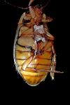 Dytiscus marginalis