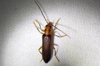 Nacerdes carniolica
