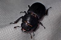Dorcus parallelipipedus