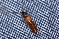 Manda mandibularis