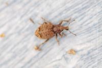 Graptus triguttatus